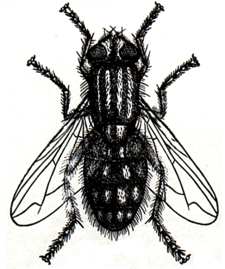 house fly clipart free - photo #33